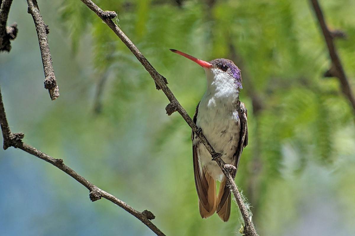 Violet-crowned Hummingbird - Richard Fray