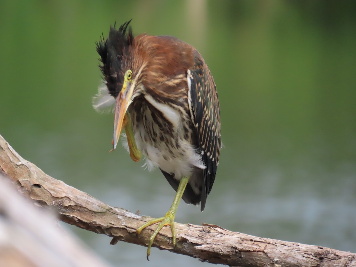 Green Heron - Laurie Witkin