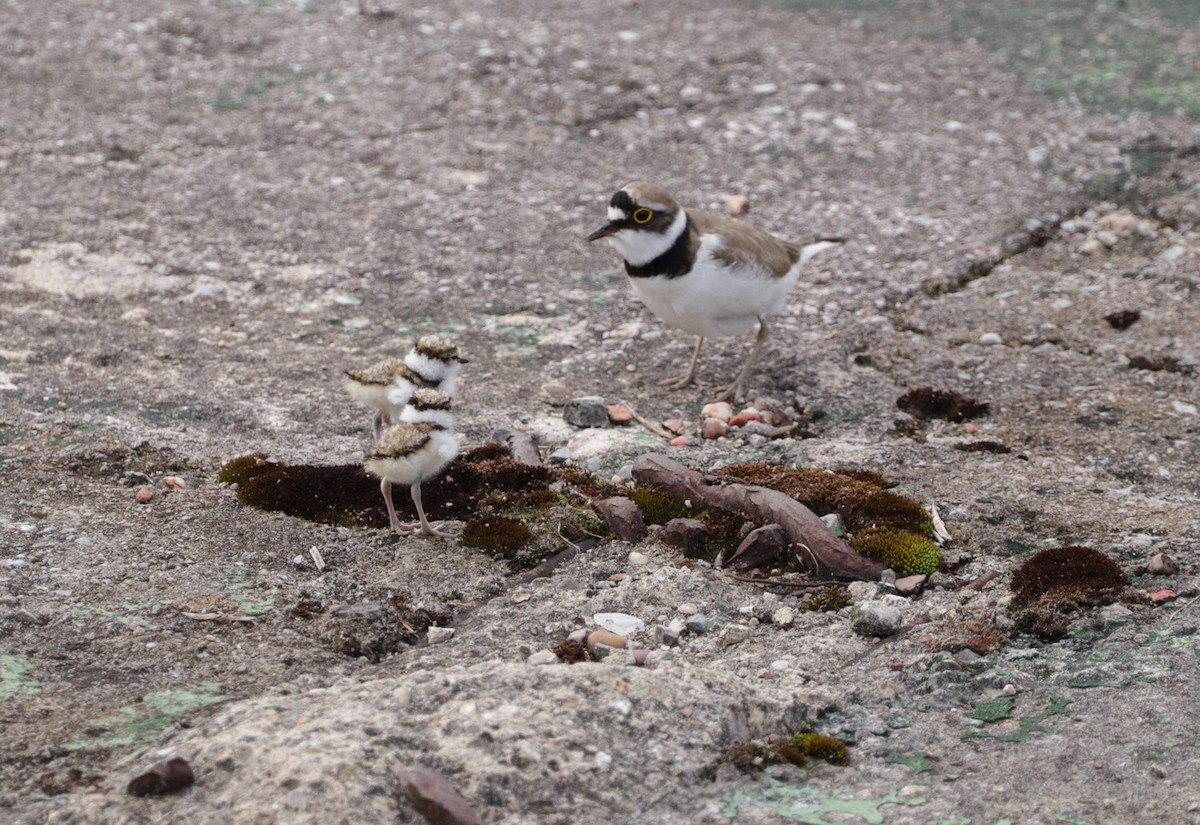 Little Ringed Plover - Hector Gonzalez Arcelus