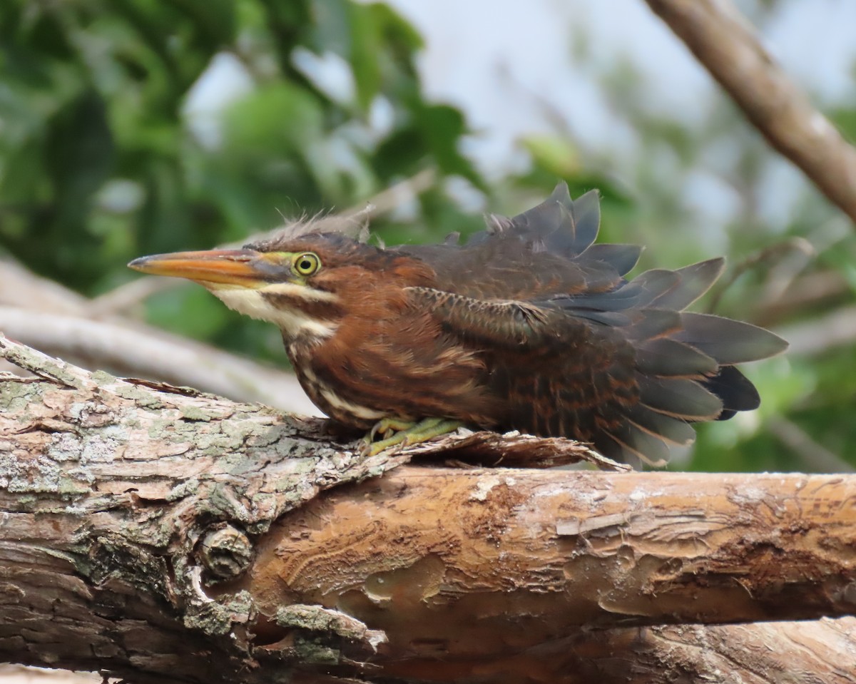 Green Heron - ML619197360