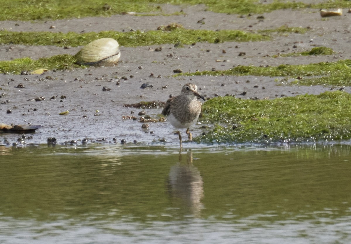 Graubrust-Strandläufer - ML619197372