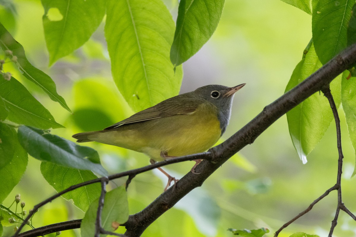 Connecticut Warbler - Lindsey Scott