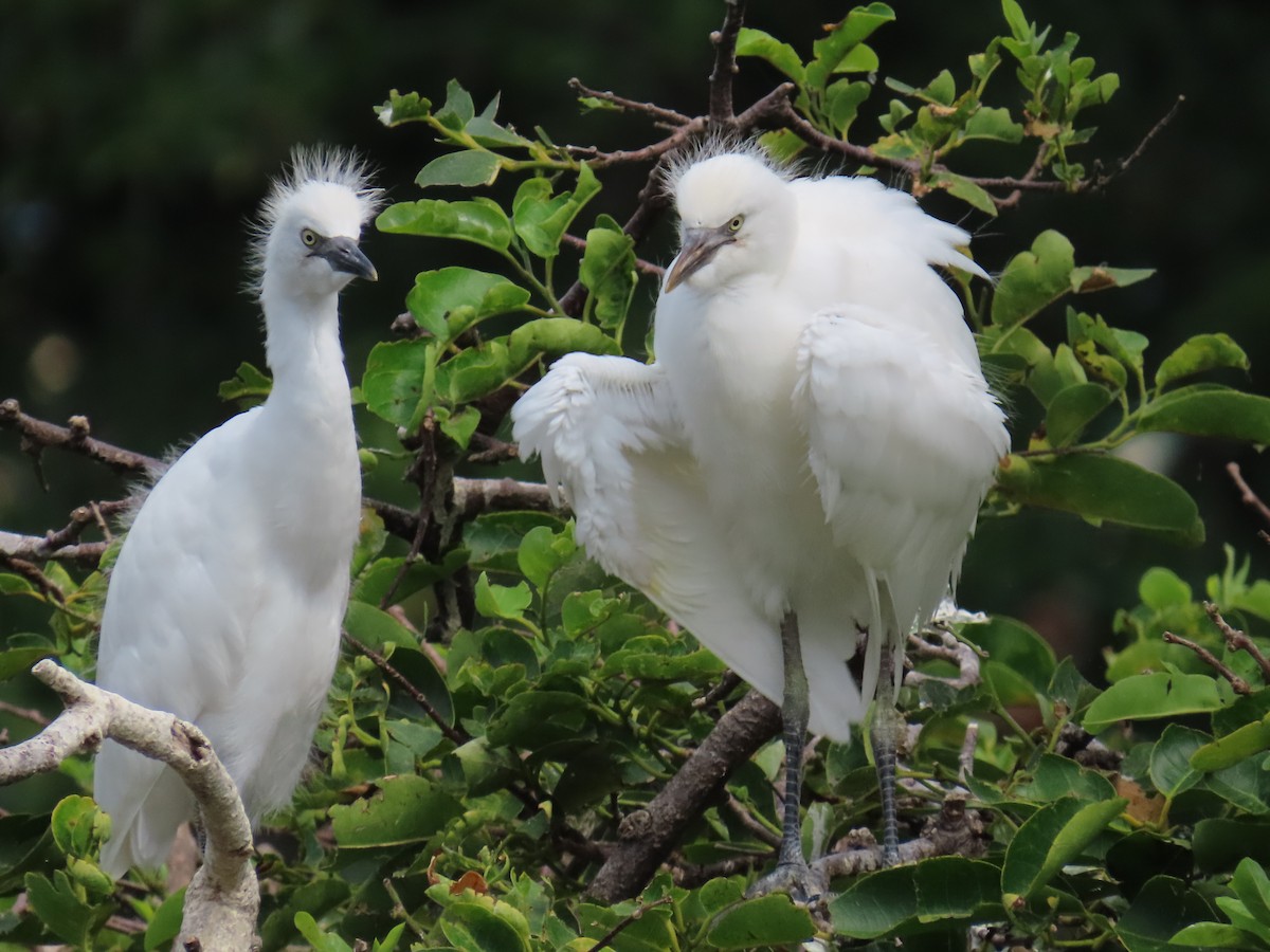 Western Cattle Egret - Laurie Witkin