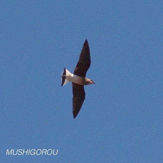 Oriental Pratincole - Shinsuke Kikuchi