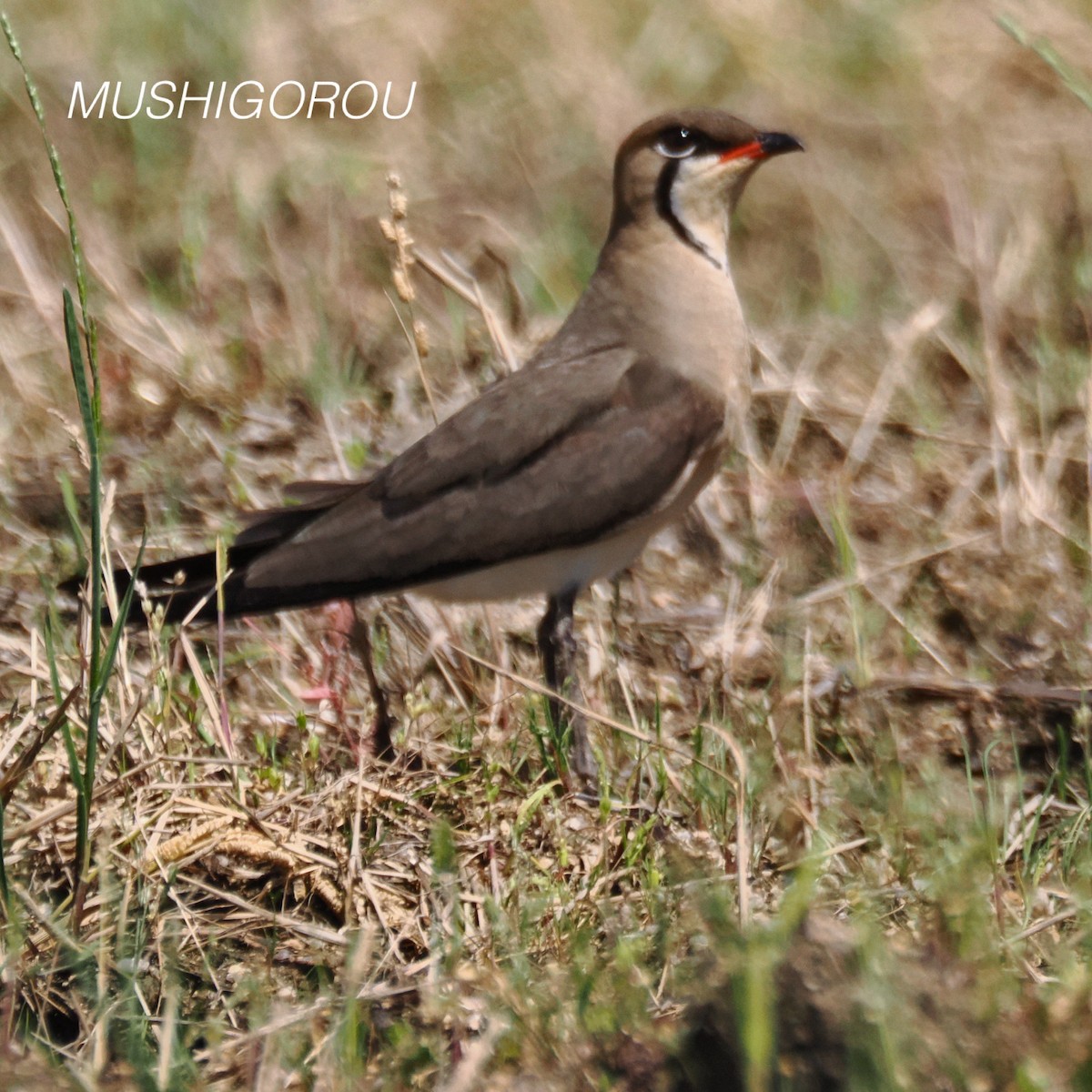 Oriental Pratincole - Shinsuke Kikuchi