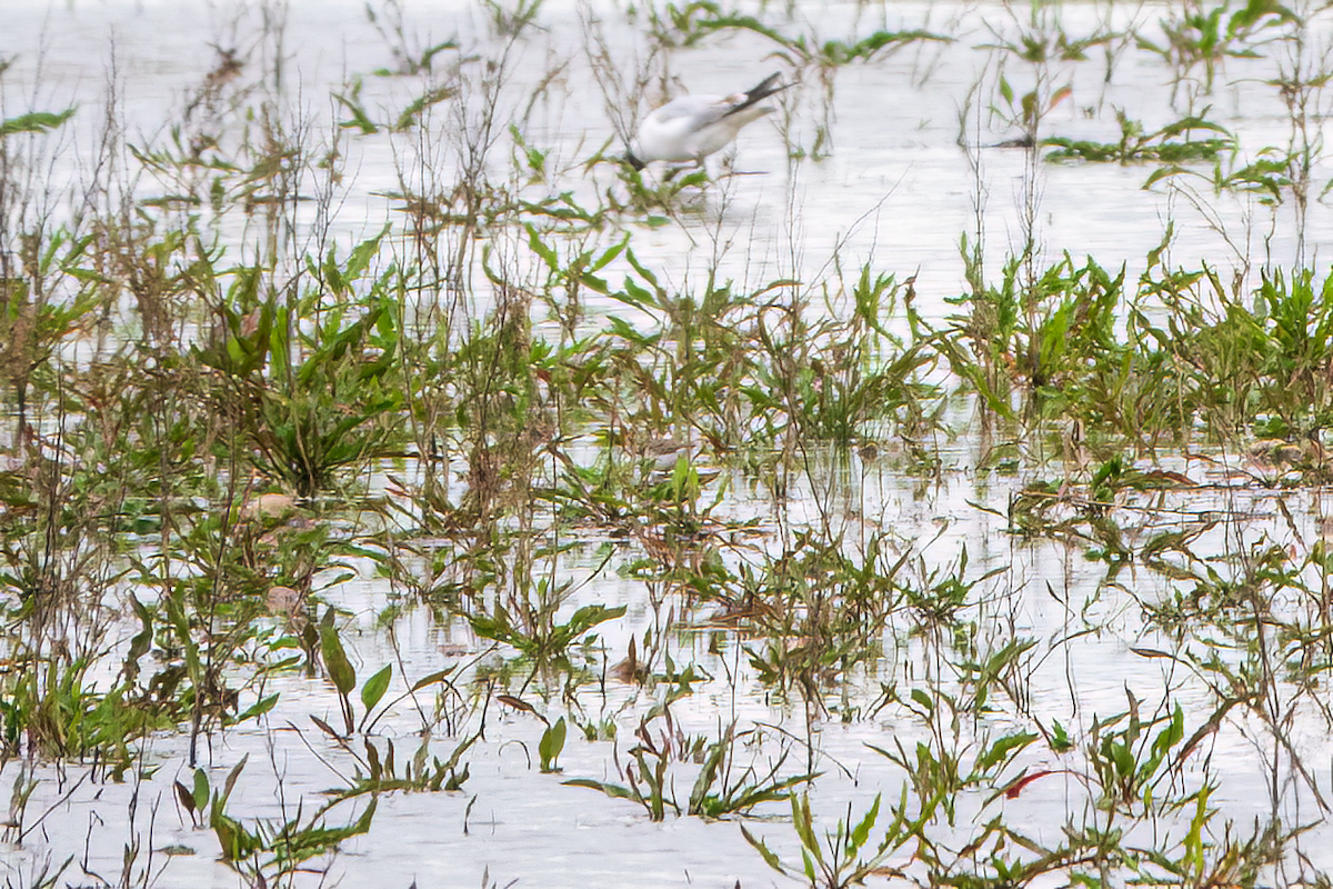 Temminck's Stint - Gavin Stone