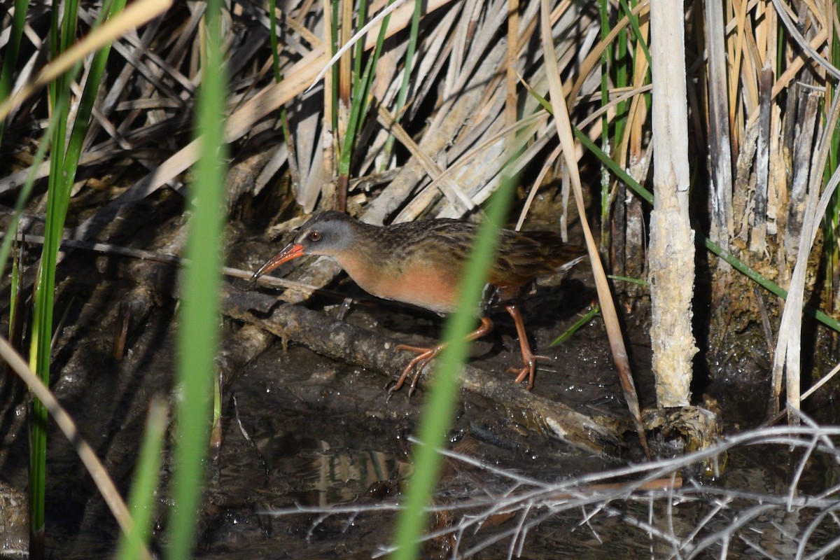 Virginia Rail - William Harmon