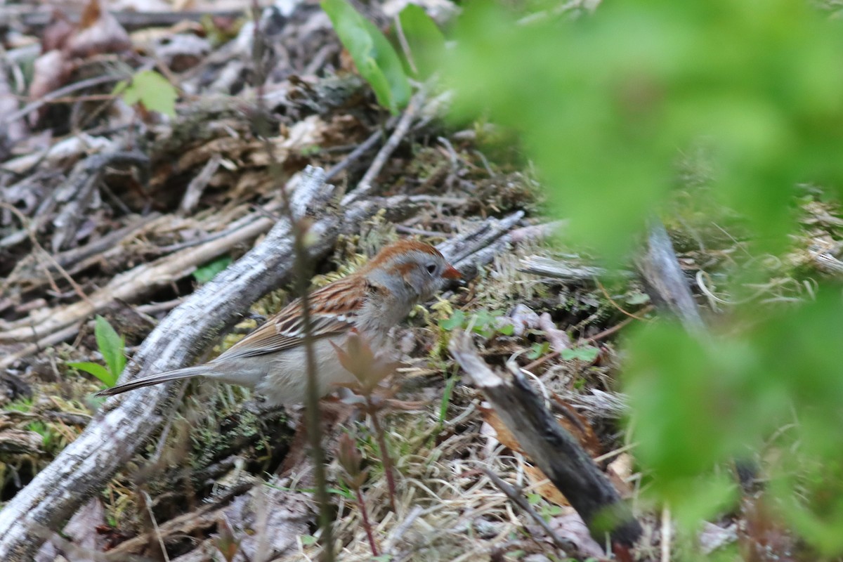 Field Sparrow - ML619197424