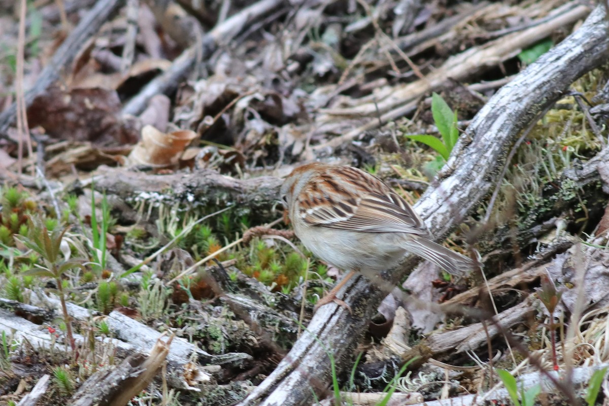 Field Sparrow - ML619197425