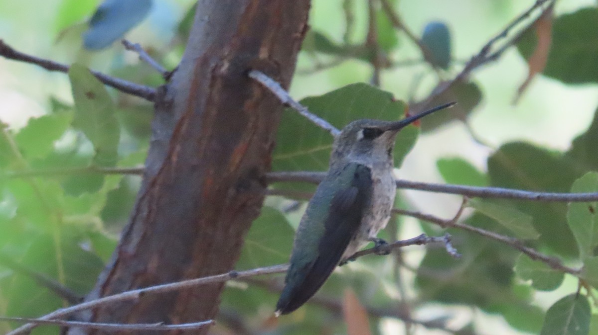Anna's Hummingbird - ML619197426