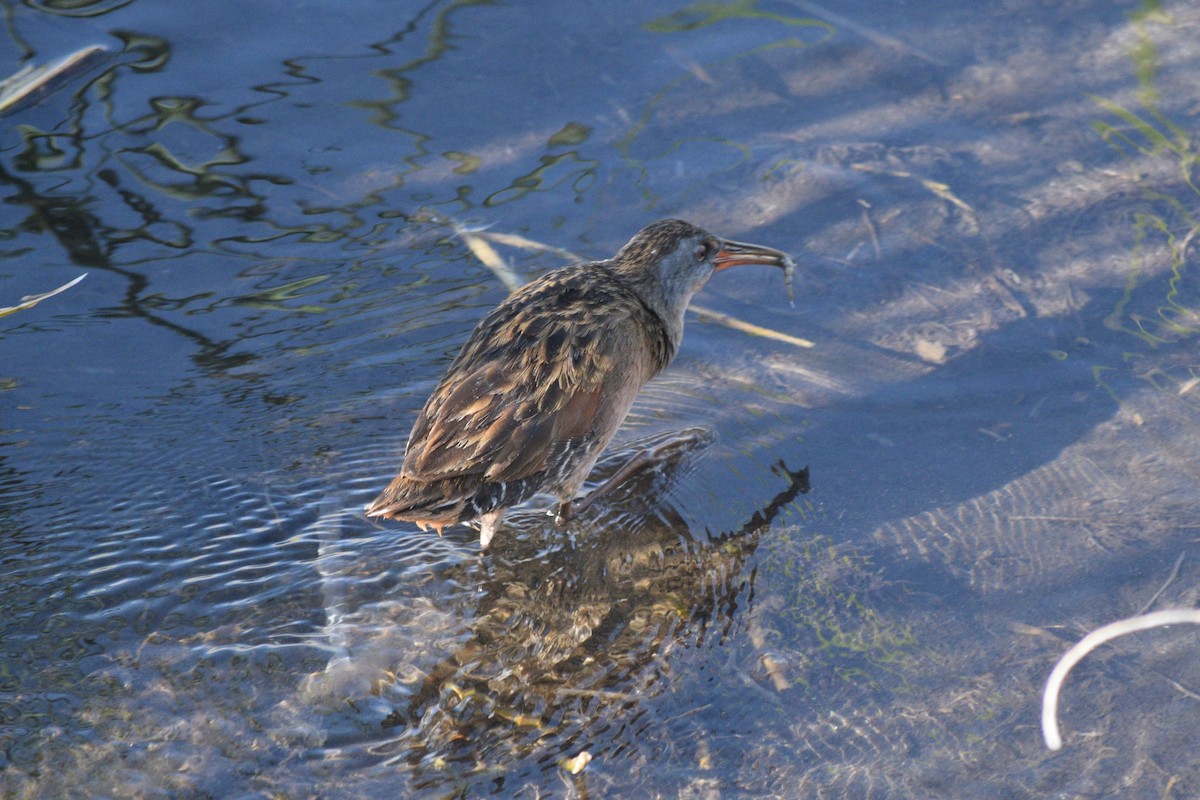 Virginia Rail - William Harmon