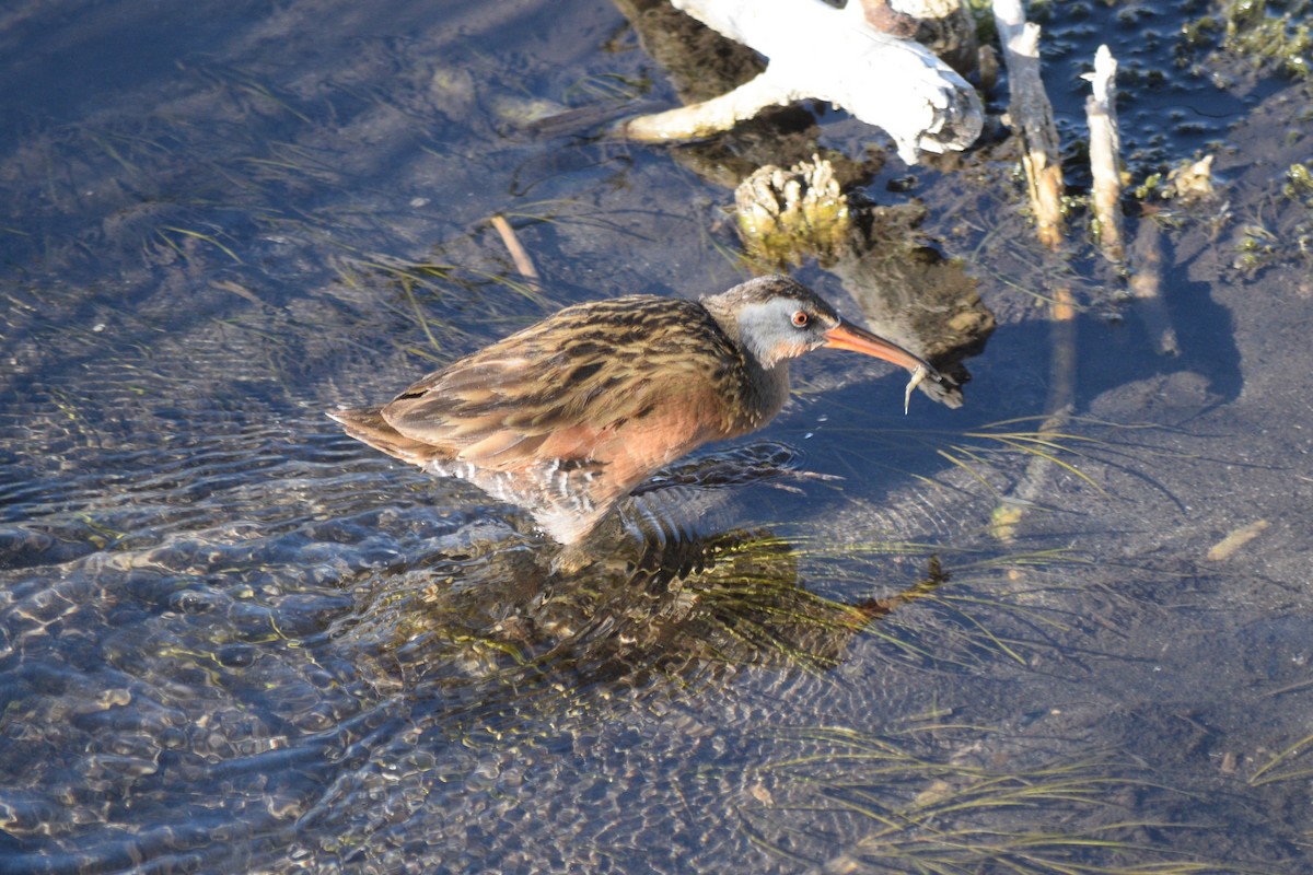 Virginia Rail - William Harmon