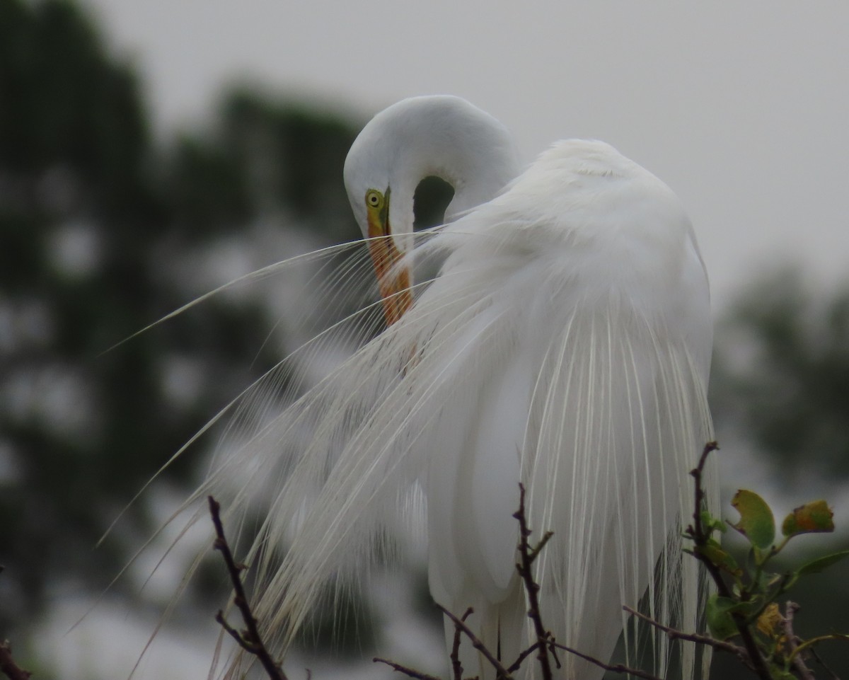 Great Egret - Laurie Witkin