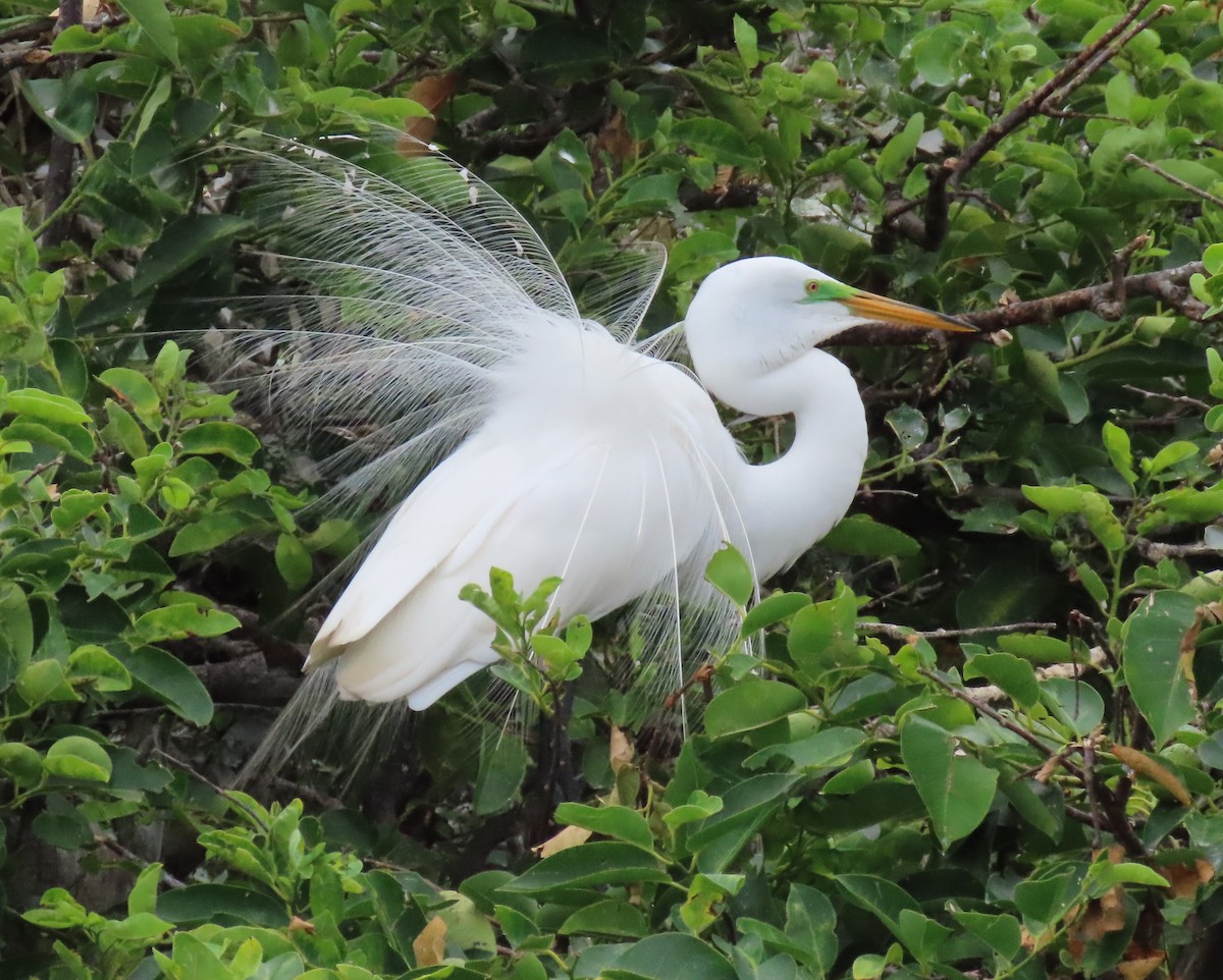 Great Egret - Laurie Witkin