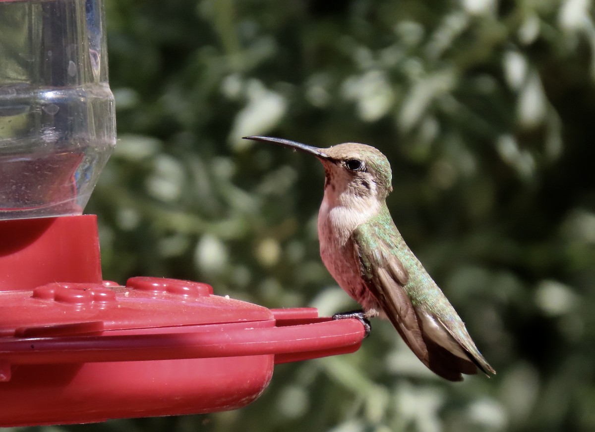 Colibri de Costa - ML619197449