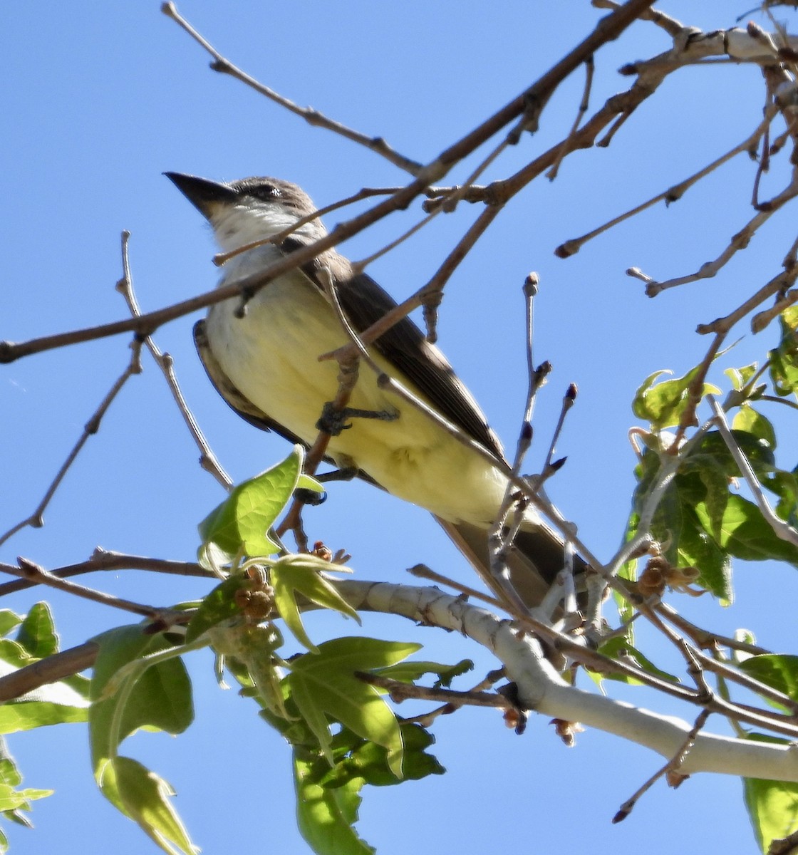 Thick-billed Kingbird - John Amoroso