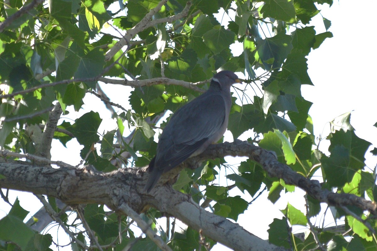Band-tailed Pigeon - William Harmon