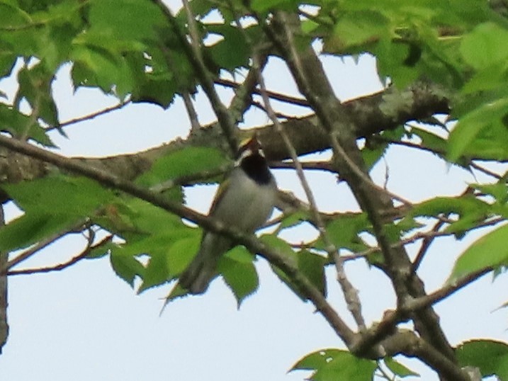 Golden-winged Warbler - John Gaglione