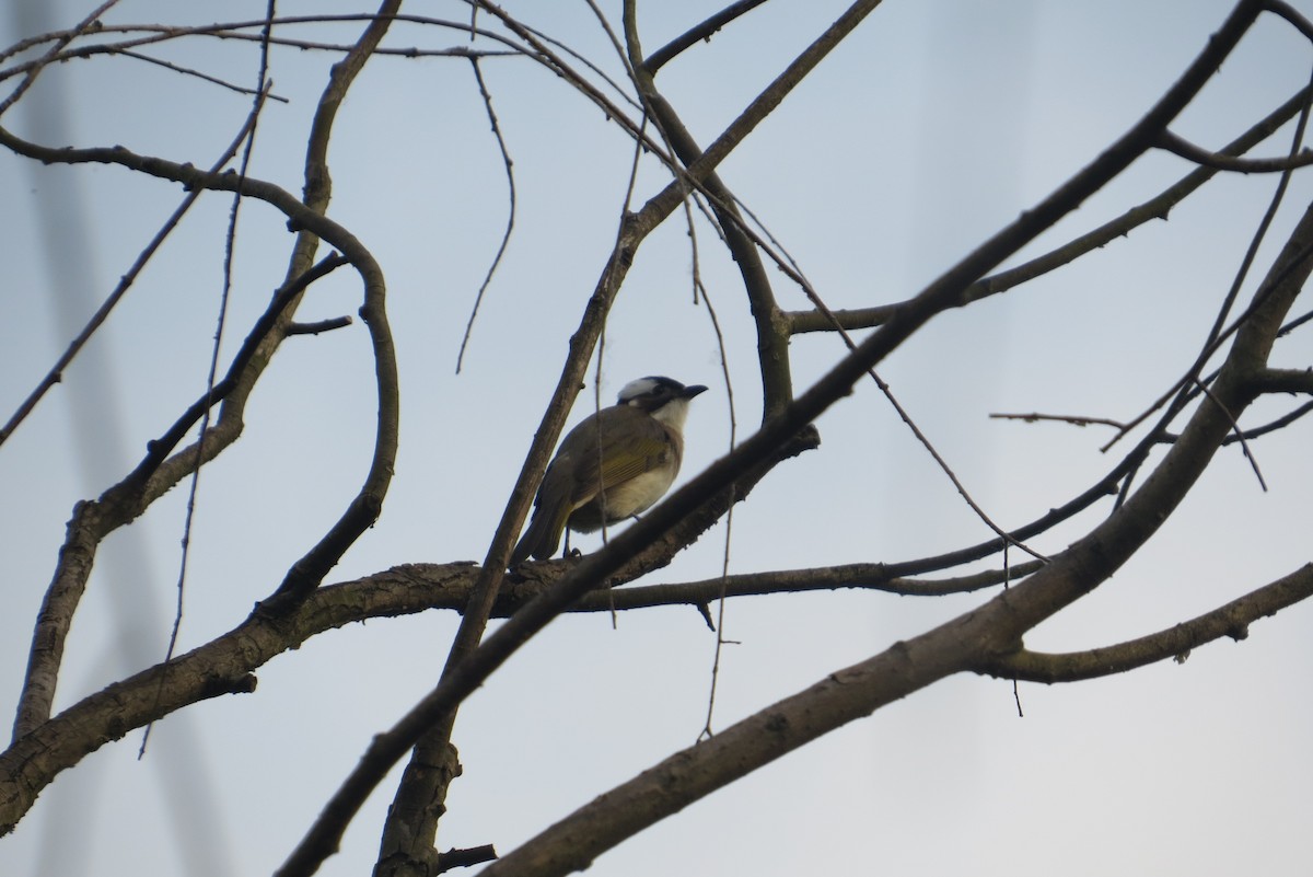 Light-vented Bulbul - Anonymous