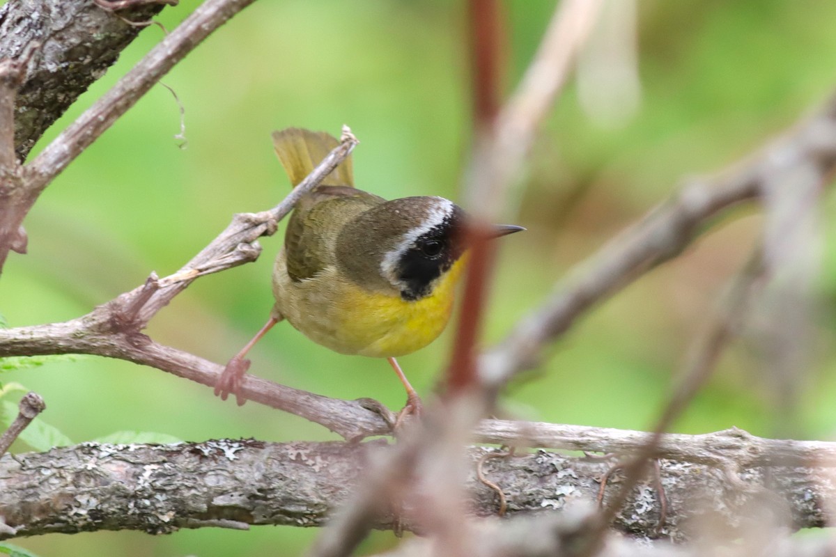 Common Yellowthroat - Margaret Viens