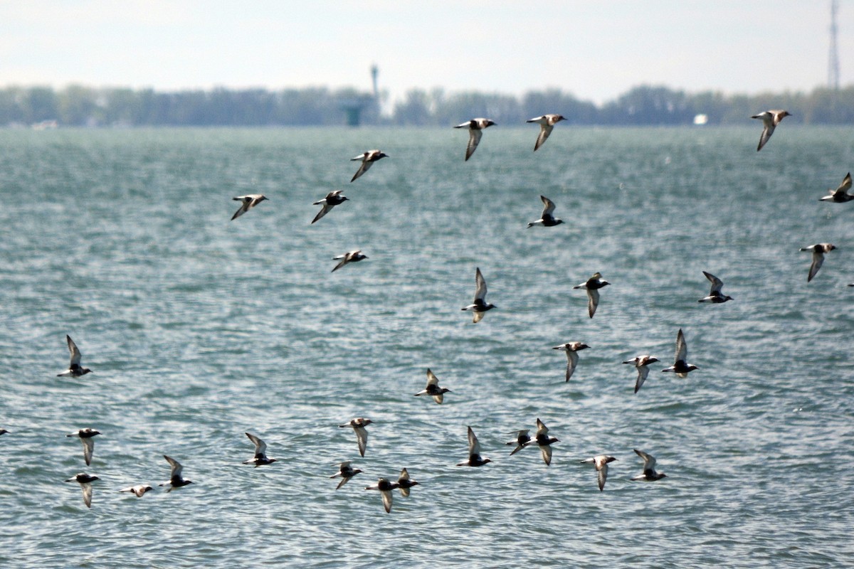 Black-bellied Plover - Jean and Bob Hilscher