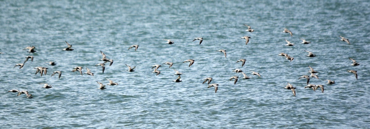 Black-bellied Plover - Jean and Bob Hilscher