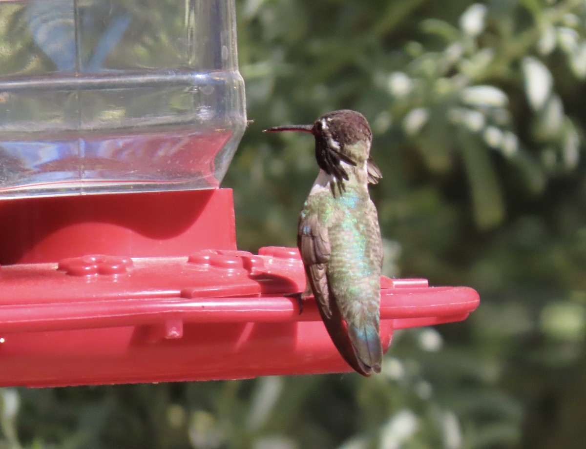 Costa's Hummingbird - ML619197490