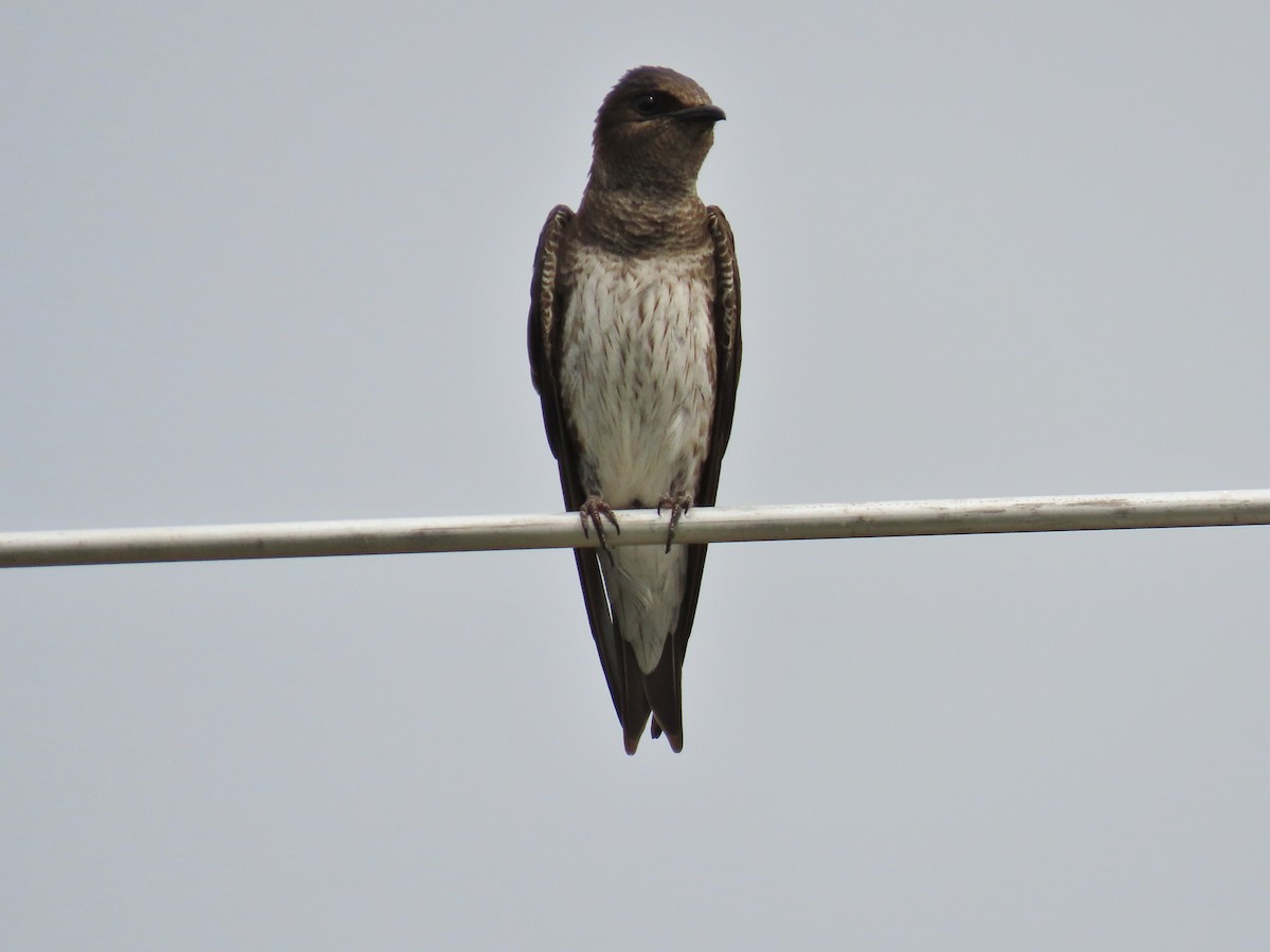 Purple Martin - Laurie Witkin