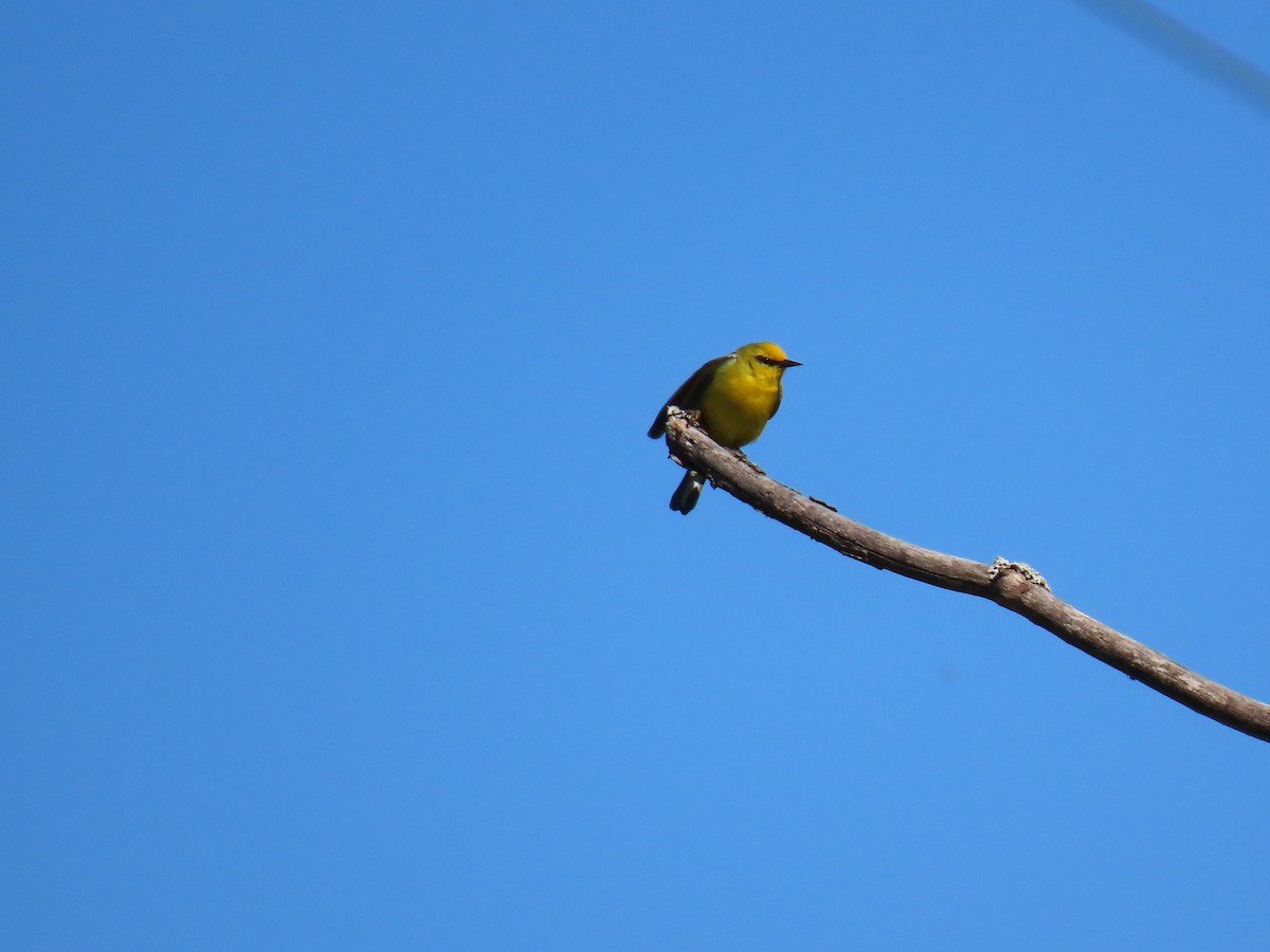 Blue-winged Warbler - John Gaglione