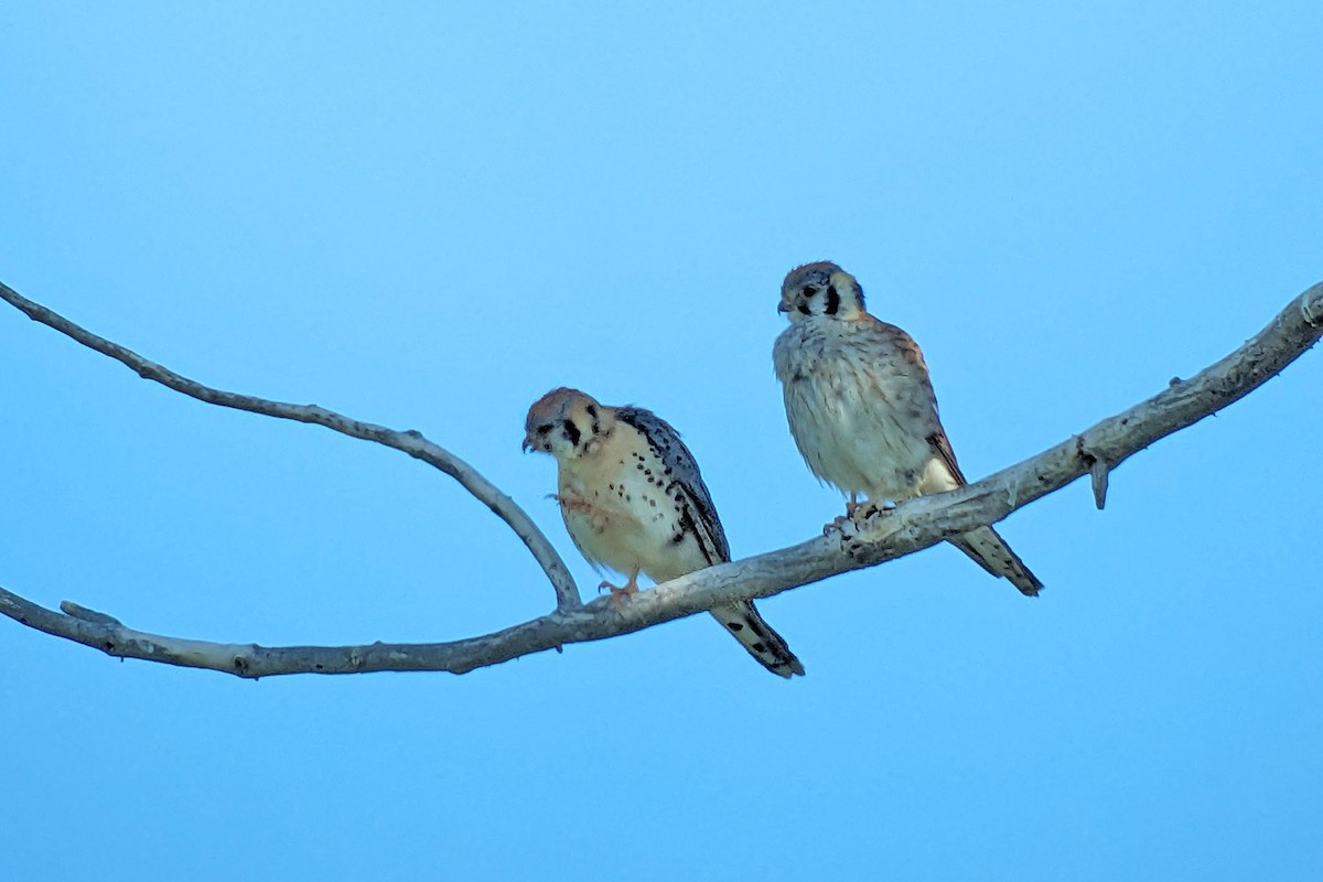 American Kestrel - ML619197503