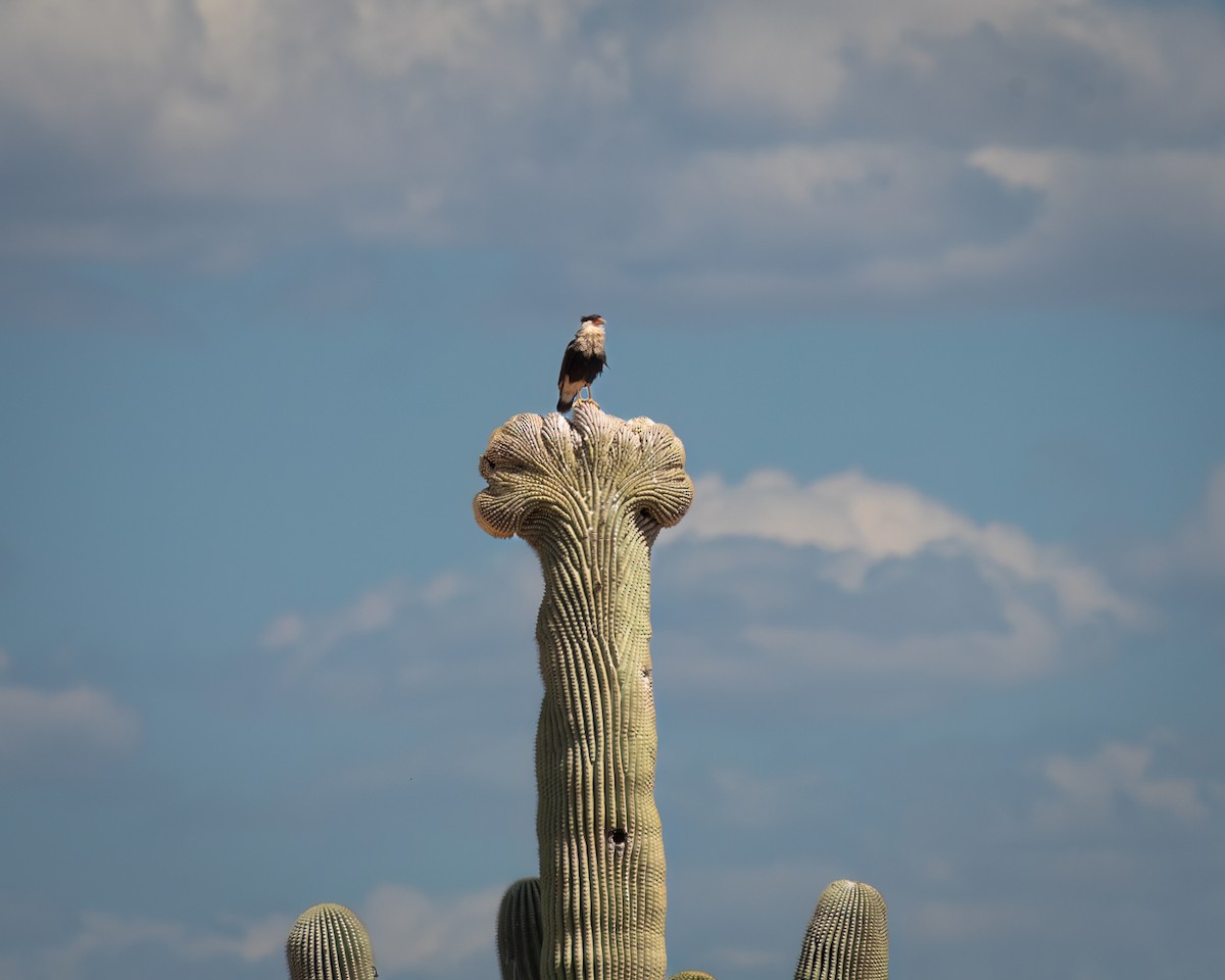 Crested Caracara - Michael Roper