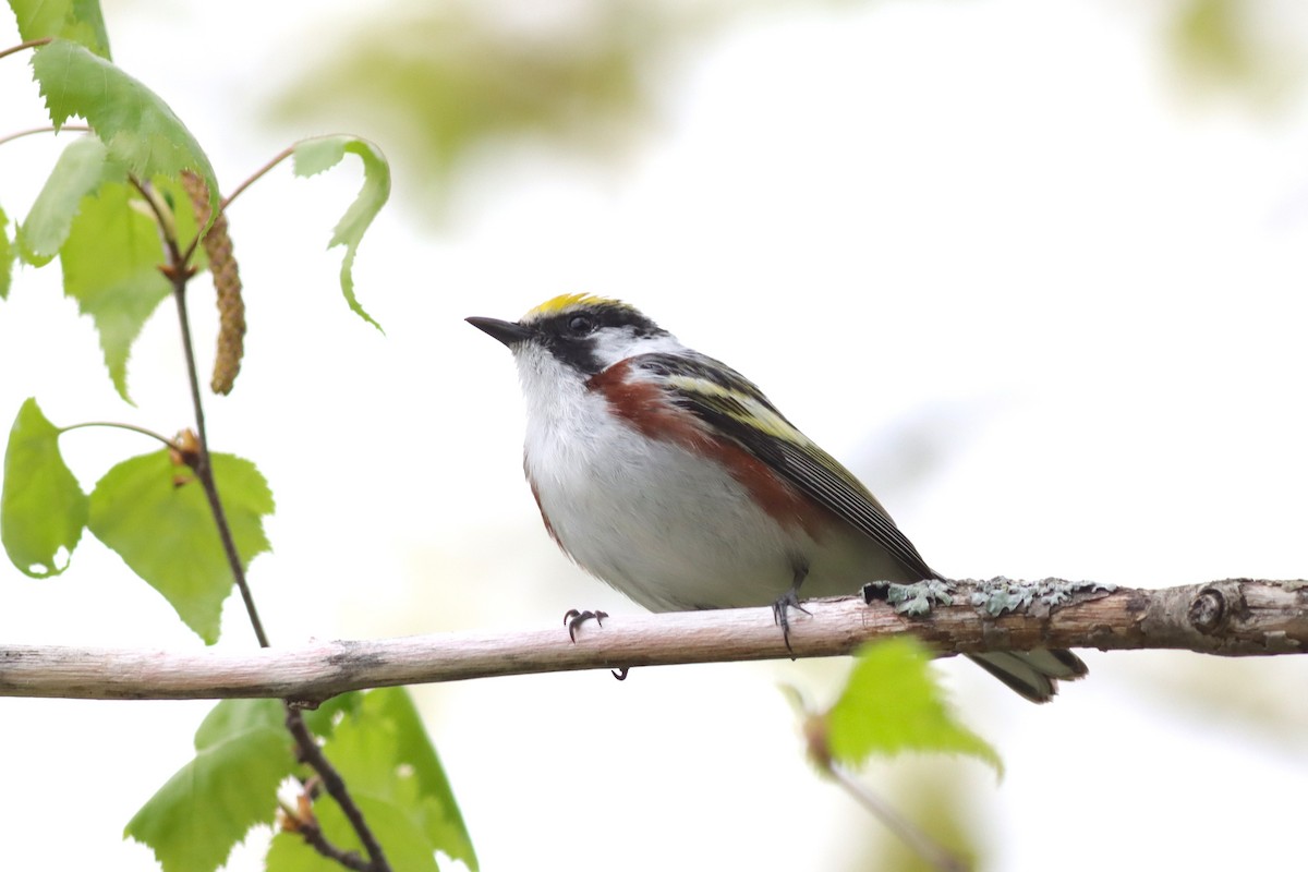 Chestnut-sided Warbler - Margaret Viens