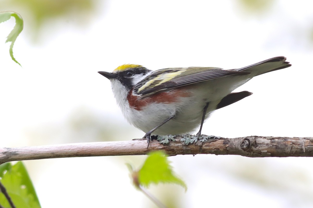 Chestnut-sided Warbler - Margaret Viens