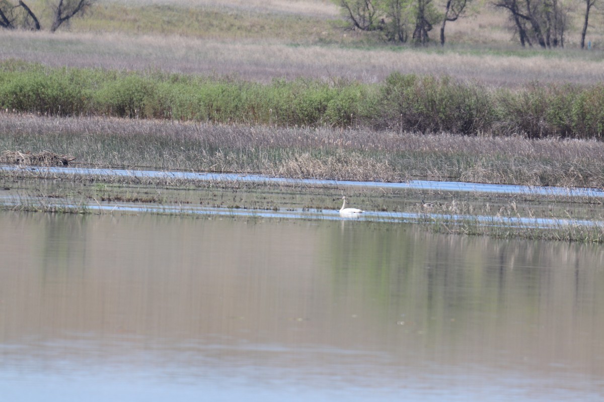 Trumpeter Swan - BARBARA Muenchau