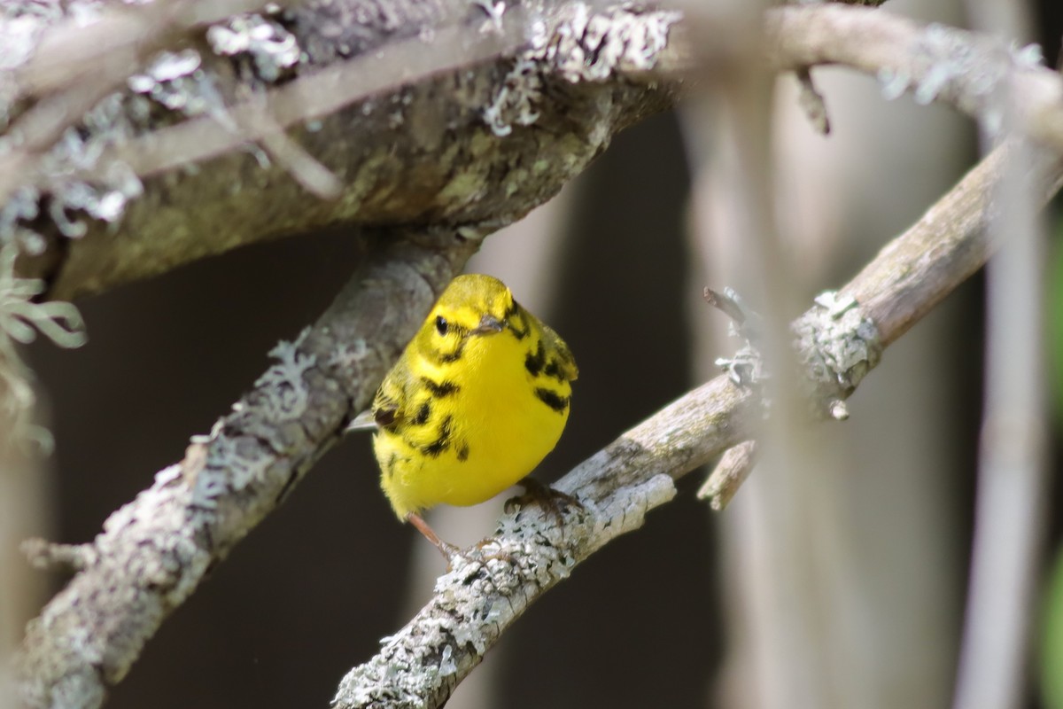 Prairie Warbler - Margaret Viens