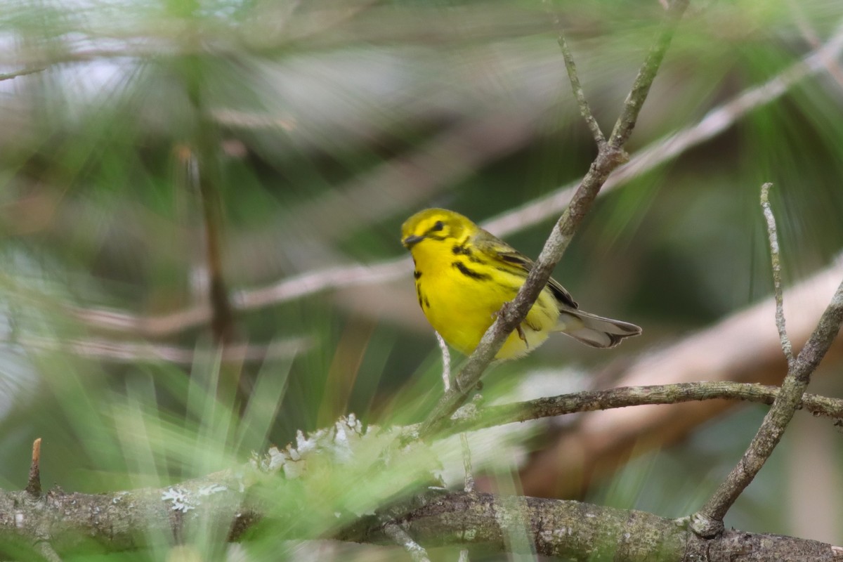 Prairie Warbler - Margaret Viens