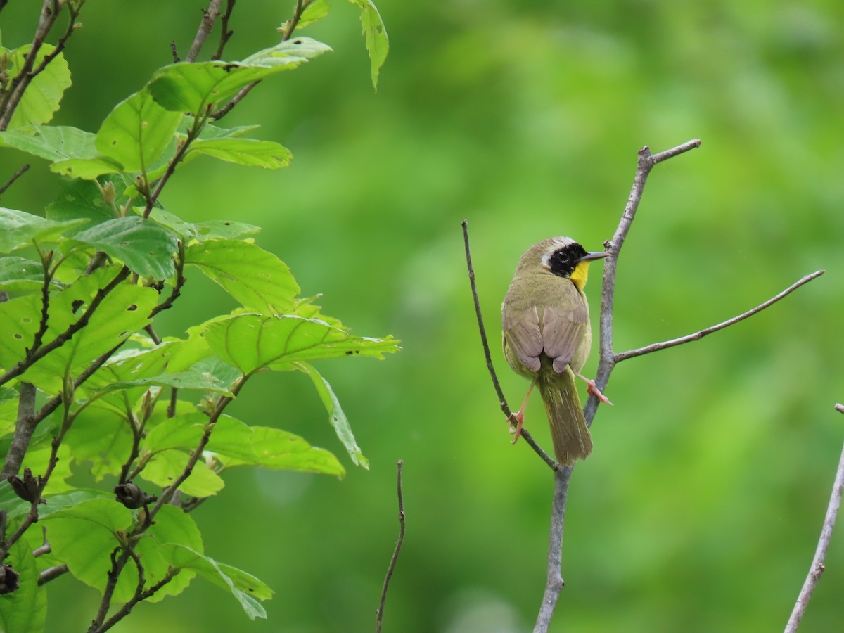 Common Yellowthroat - John Gaglione