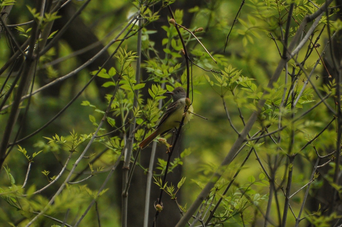 Great Crested Flycatcher - Sam Collins