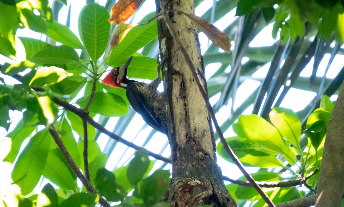 Crimson-crested Woodpecker - Steven Rodríguez