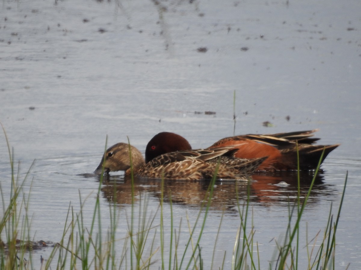 Cinnamon Teal - Peter Erickson