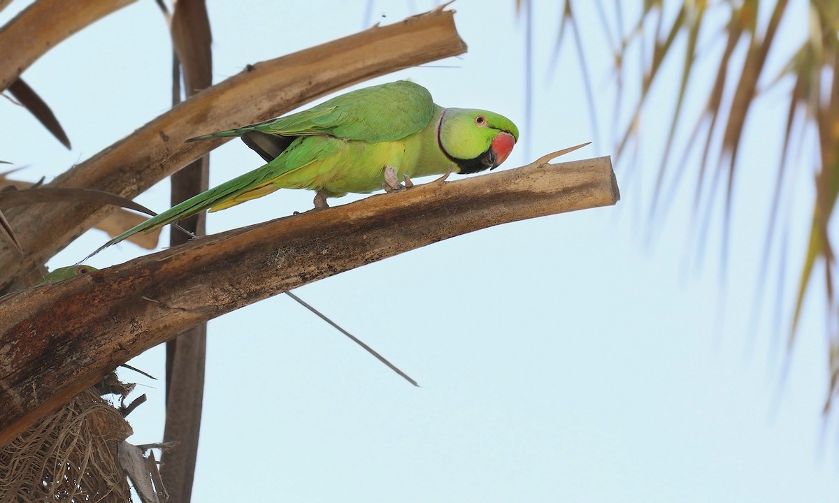 Rose-ringed Parakeet - Adrián Braidotti