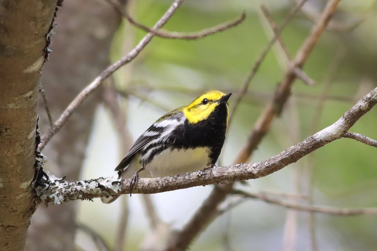 Black-throated Green Warbler - ML619197576