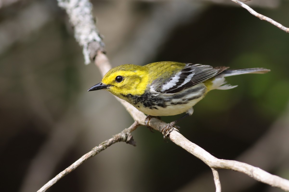 Black-throated Green Warbler - ML619197581