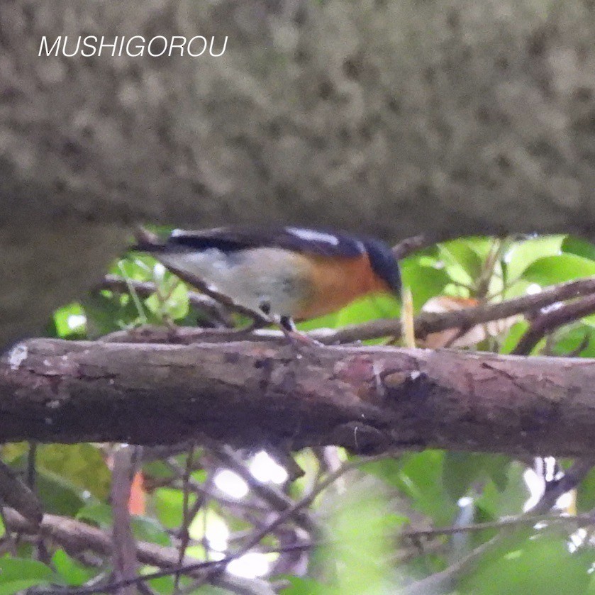 Mugimaki Flycatcher - ML619197587