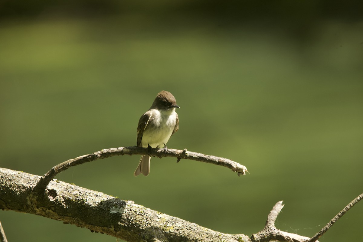 Eastern Phoebe - ML619197597