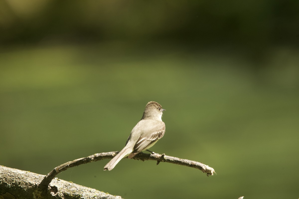 Eastern Phoebe - ML619197598