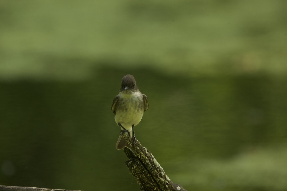 Eastern Phoebe - ML619197599