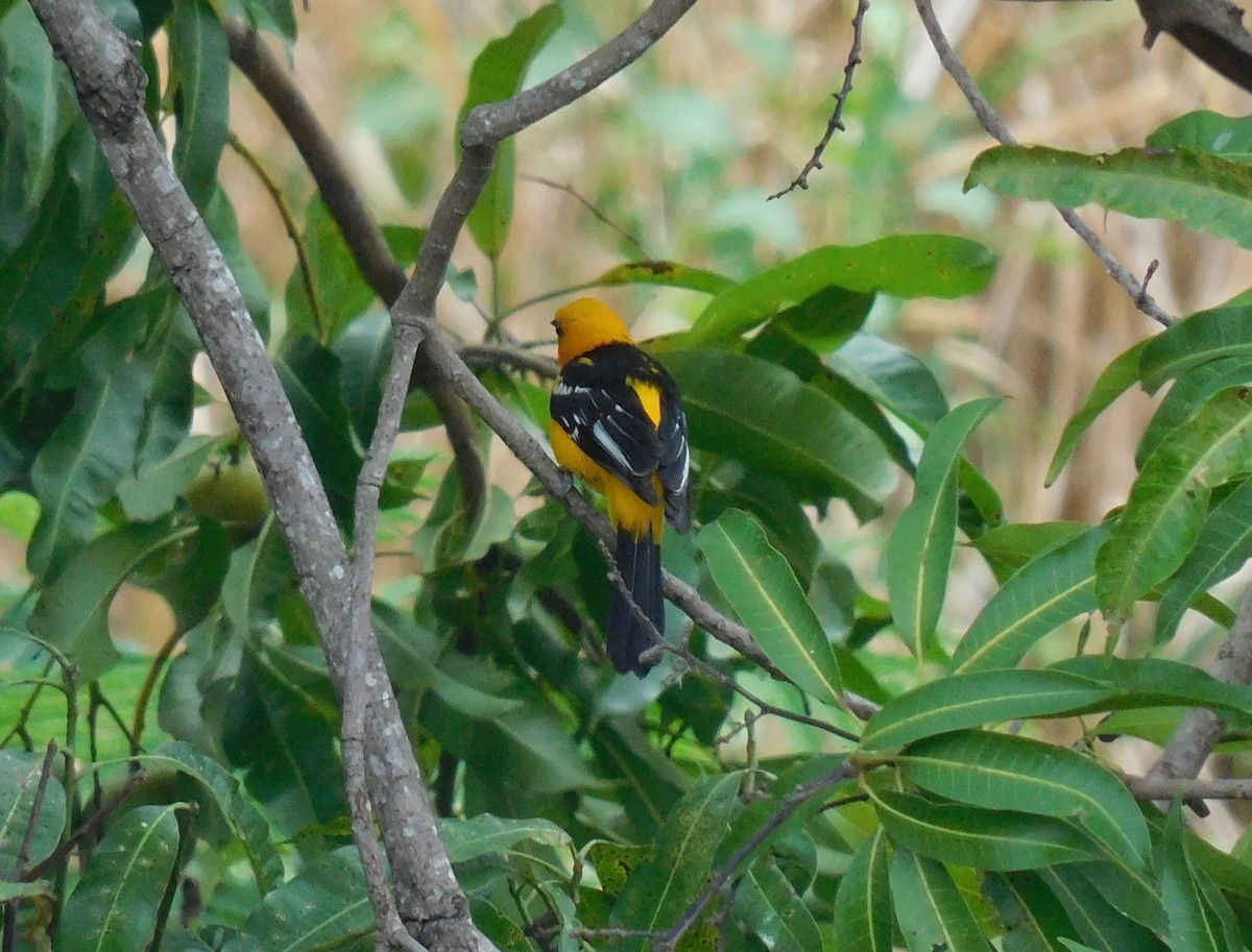 Streak-backed Oriole - Luis Manuel Gómez