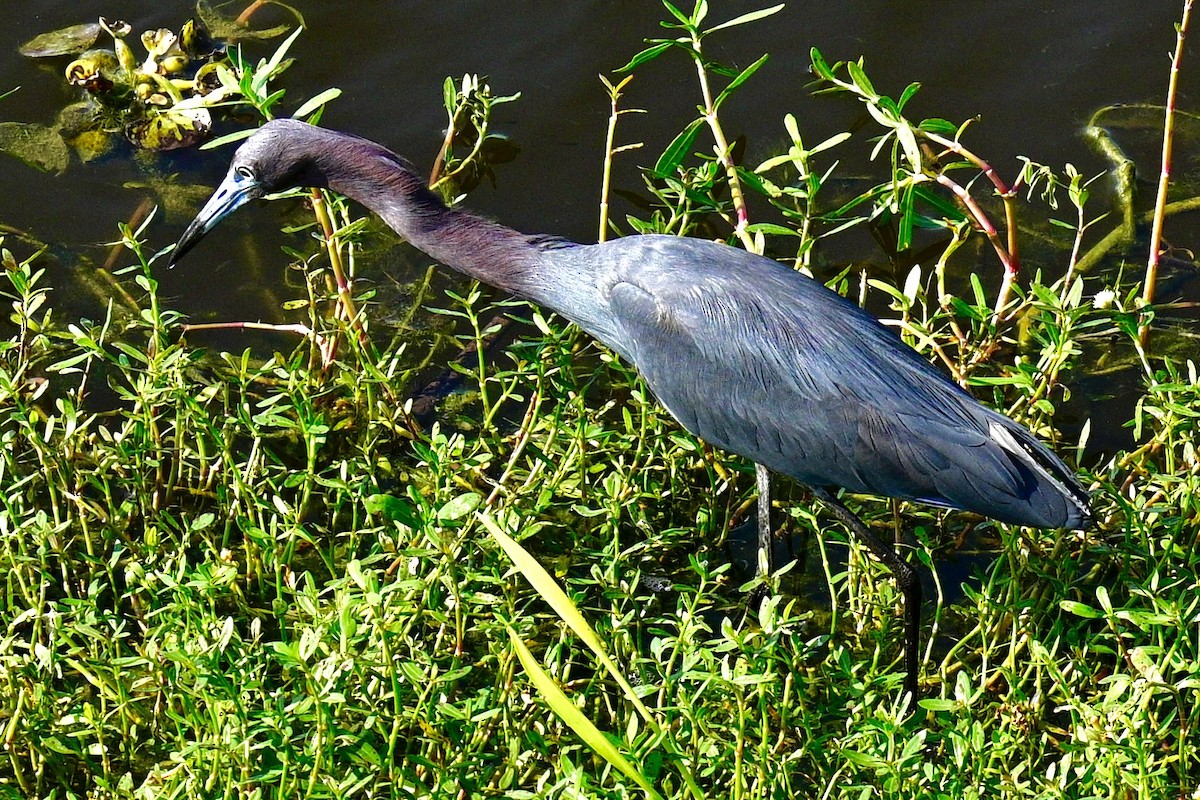 Little Blue Heron - Mitzi Cloud