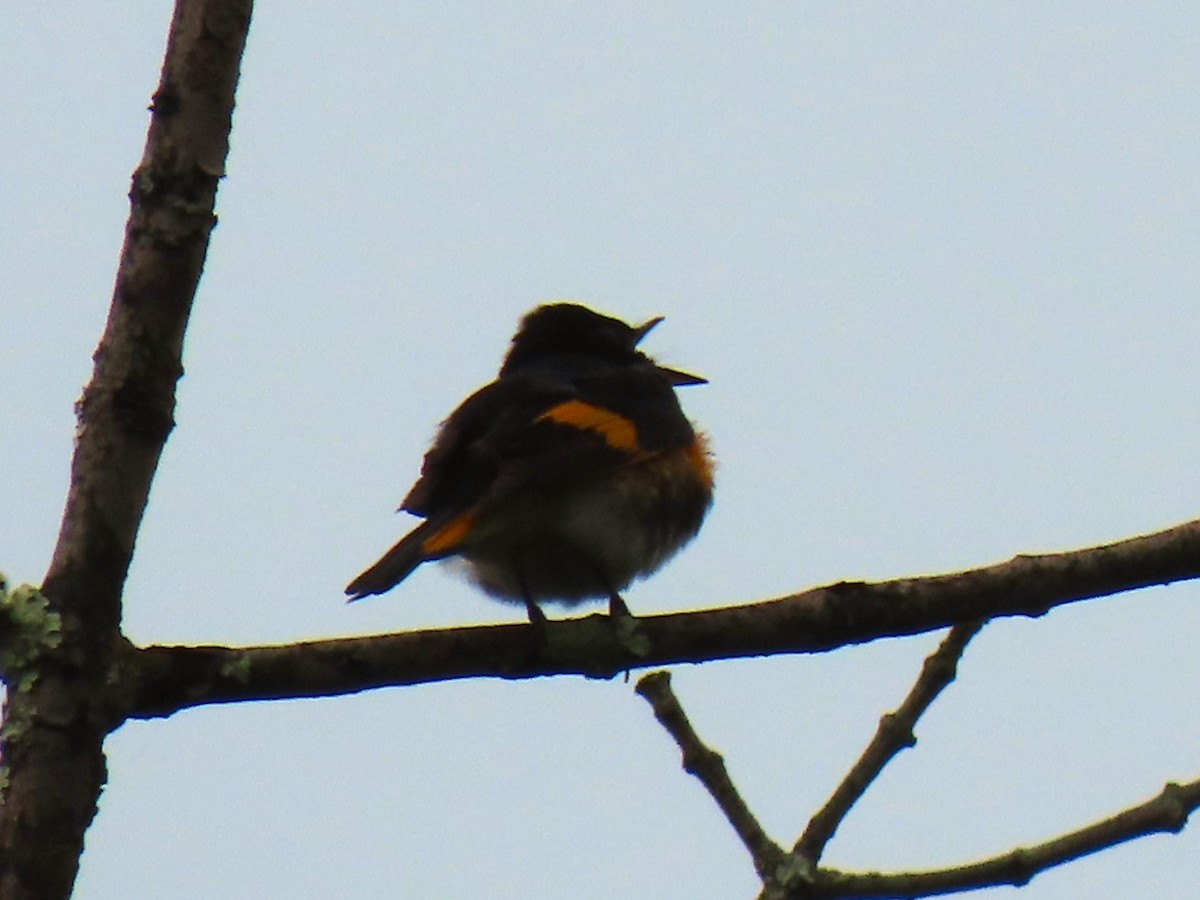 American Redstart - John Gaglione